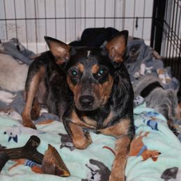 Cali Jean - Australian Cattle Dog