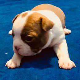Boston Terrier Puppies from Normandy Boston Terriers