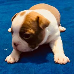 Boston Terrier Puppies from Normandy Boston Terriers