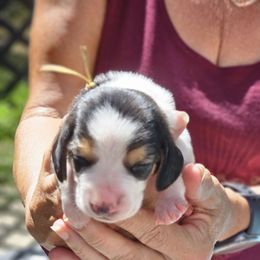 Girl 4 - Black white and brown female Basset Hound puppy in Denison, Texas from Emma Lou's Baby Bassets
