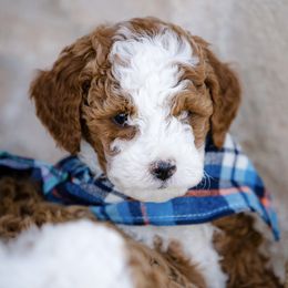 Poodle Puppies from Doodle Puppy Parti