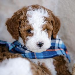 Poodle Puppies from Doodle Puppy Parti