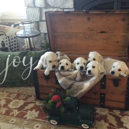Golden Retriever Puppies from Sterling Goldens