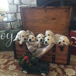 Golden Retriever Puppies from Sterling Goldens