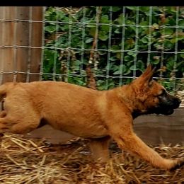 Belgian Laekenois Puppies from Cal Curly Coats Belgian Laekenois