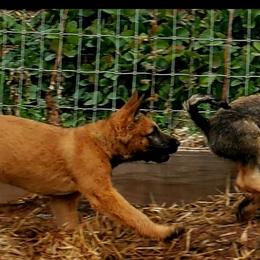 Belgian Laekenois Puppies from Cal Curly Coats Belgian Laekenois