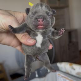 Yellow collar - Tricolors male French Bulldog puppy in Gulf Breeze, Florida from SW Frenchies