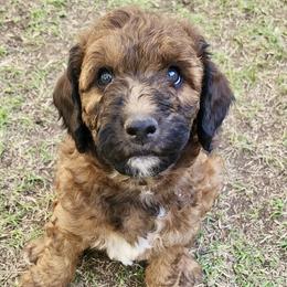 Black Boy - Red male Golden Aussiedoodle puppy in Albuquerque, New Mexico from Chicks Runnin’ Wild Family Farm
