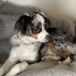 Toy Australian Shepherd All Grown Up from Slo Toy Aussies at Antonia