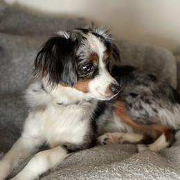 Toy Australian Shepherd All Grown Up from Slo Toy Aussies at Antonia