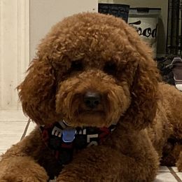 X - Poodle