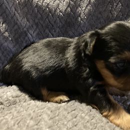 Assorted Doodle Crosses, Double Doodle, Maltipoo, Morkie, and Yorkipoo Puppies from Danza Bolo