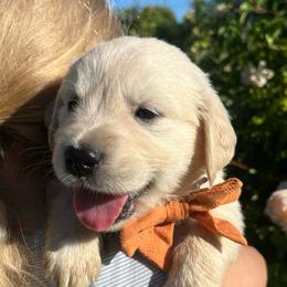Mr.Orange - Light golden male Golden Retriever puppy in Nampa, Idaho from Farmhouse Goldens