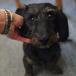 Stanley - Black and tan male Dachshund puppy in Livingston, Kentucky from Illyria Dox & GSD
