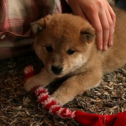 Delilah - Red female Shiba Inu puppy in Fairbanks, Alaska from Arctic Kennels (Pomskies, Akitas & Shibas)