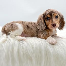 Walter - Dapple male Dachshund puppy in Litchfield, Illinois from Charmm Dachshunds