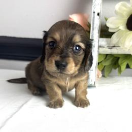Samuel - Cream male Dachshund puppy in Gilbertsville, Kentucky from DeLaunes Dachshunds
