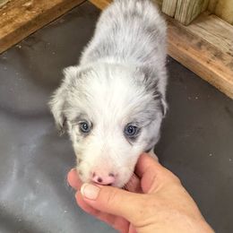 Professor - Slate merle male Border Collie puppy in Foley, Alabama from Bama Border Collies