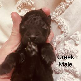 Creek - Black male Poodle puppy in Woodleaf, North Carolina from Circle T Ranch K9s