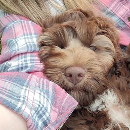 Australian Cobberdog Puppies from Heartland Hills Australian Cobberdogs