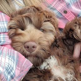 Australian Cobberdog Puppies from Heartland Hills Australian Cobberdogs