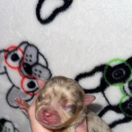 Ice - Chocolate merle female Pomeranian puppy in Perry County, Ohio from Speechless Pom’s