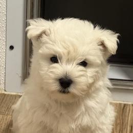 West Highland White Terrier Puppies from S&S Westies