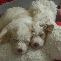 Double Doodle puppies from ETX Dandy Doodle