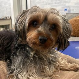 Luna - Yorkshire Terrier