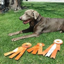 Dilute Retriever All Grown Up from Calizona Labs