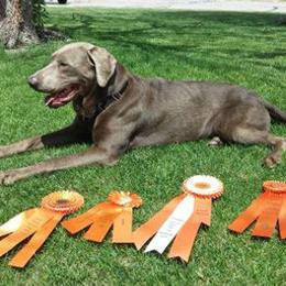 Dilute Retriever All Grown Up from Calizona Labs