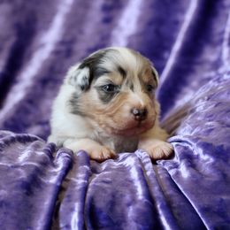 Australian Shepherd Puppies from Mezzo Australian Shepherds