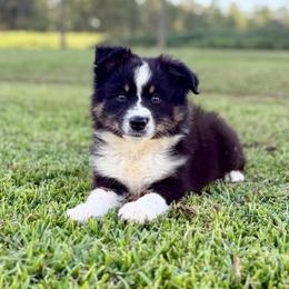 Crunch - Black tri male Miniature Australian Shepherd puppy in Baker, Florida from East to Western Aussies
