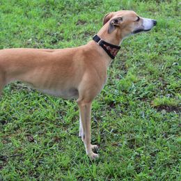 Maggie - Whippet