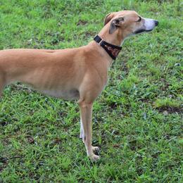 Maggie - Whippet