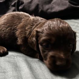 Girl 1 - Chocolate female Dachshund puppy in Sheridan, Arkansas from Farmhouse Dachshunds
