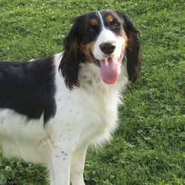 English Springer Spaniels from Willow Brook Spaniels
