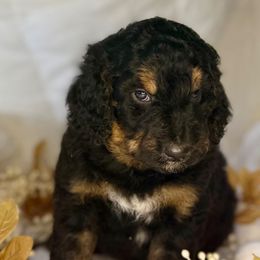 Jupiter - Tri-color male Bernedoodle puppy in Lookout, California from Remington Kennels, LLC