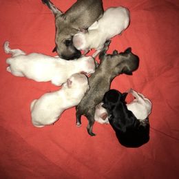 Havanese Puppies from Selah Havanese