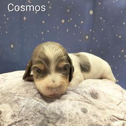 Cosmos - Blue and cream male Dachshund puppy in Grove, Oklahoma from Dachs on the lake