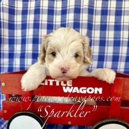 Sparkler - Blenheim male Cavapoo puppy in Spokane, Washington from Pinewood Cavapoos