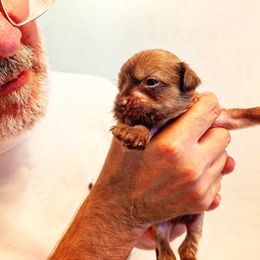 DaoDog  Lunar Landscape - Chocolate male Chinese Crested puppy in Highland Park, Michigan from Family Kennel Dao Dog