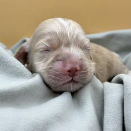 Teddy - Buff and white male Cocker Spaniel puppy in Oklahoma City, Oklahoma from BRX Country Cockers LLC