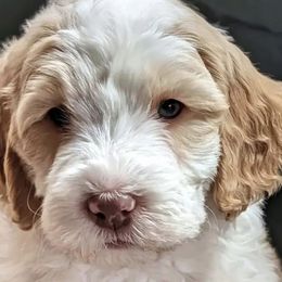 Australian Labradoodles from Paws Beyond The Pines
