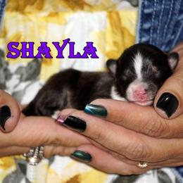 Shayla - Girl - Black & tan female Toy Shetland Sheepdog puppy in Frazeysburg, Ohio from Mountain High Kennels