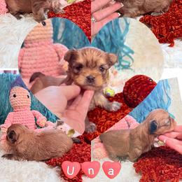 Una - Red female Mi-Ki puppy in Toronto, Ohio from Shekinah’s Mi-Kis & Cricket Hill’s Westies