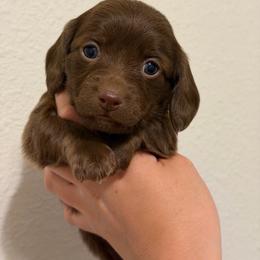 Solid Chocolate (Nonpointed) Female - Chocolate female Dachshund puppy in Horizon City, Texas from Micah's Minis
