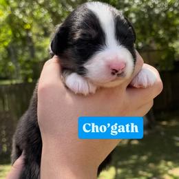 Cho'gath (long tail) - Red tri-color male Australian Shepherd puppy in Jacksonville, Florida from Solace Australian Shepherds