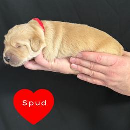 Spud (Red) - Golden male Golden Retriever puppy in Cadillac, Michigan from K & M Golden Retrievers
