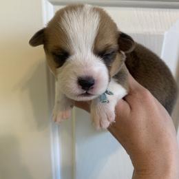 Icicle - Red male Pembroke Welsh Corgi puppy in Cumming, Georgia from Carter’s Corgis LLC